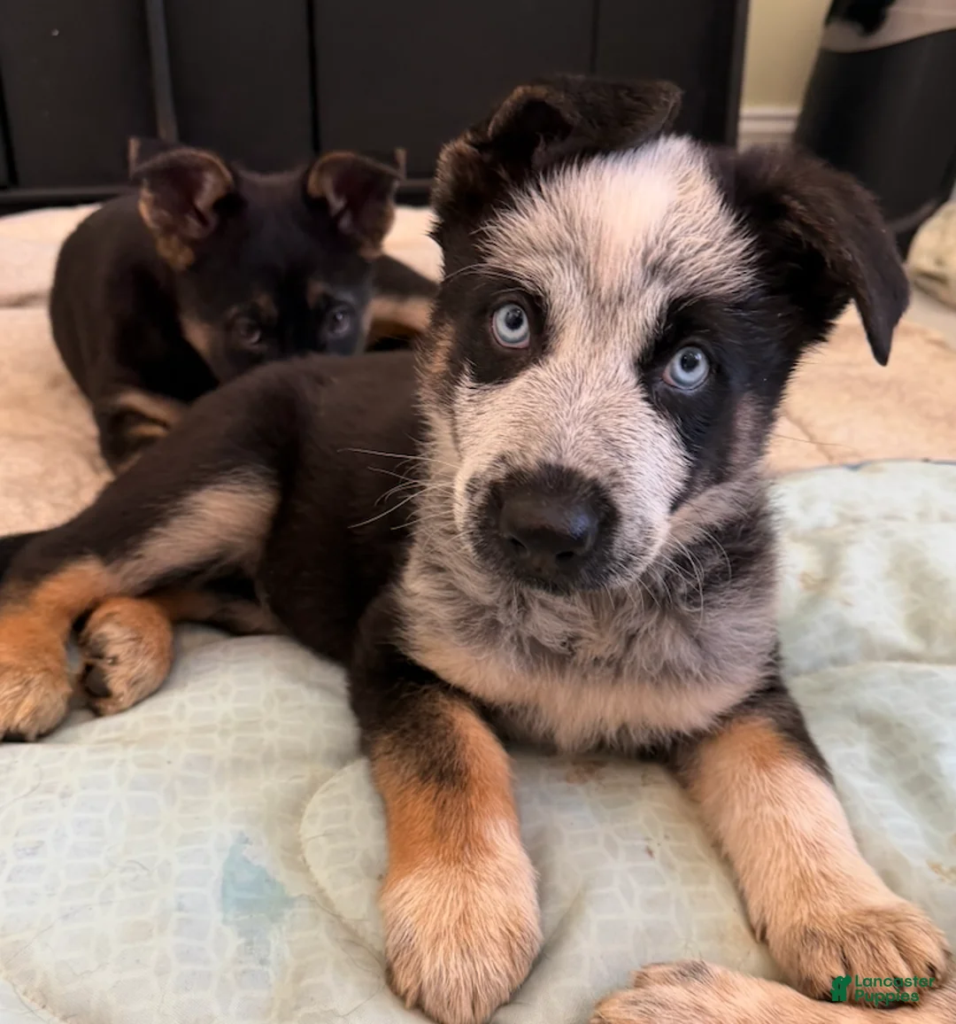 German Shepherd dogs for sale: Star - German Shepherd Puppy  - Ad 1