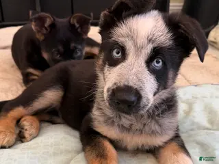 German Shepherd dogs Star - German Shepherd Puppy - Ad 32