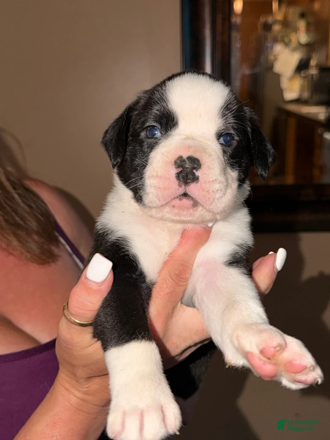 Boxer dogs for sale: Lime green collar boy - Ad 1