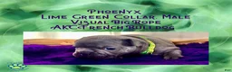 French Bulldog dogs for sale: Phoenyx “Lime Green Collar” Male  - Ad 3