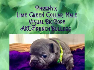 French Bulldog dogs Phoenyx “Lime Green Collar” Male - Ad 26