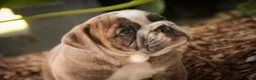 Mixed Breed dogs for sale: Delsie Victorian Bulldog - Ad 5
