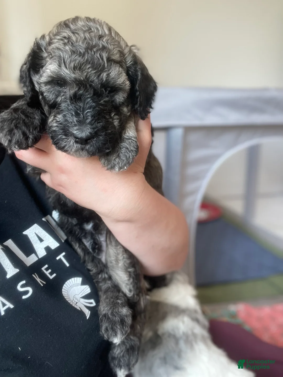 Bernedoodle dogs for sale: Kit-Kat - Ad 2