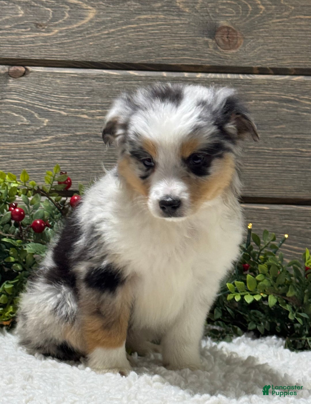 Australian Shepherd dogs for sale: Ellie - Ad 3