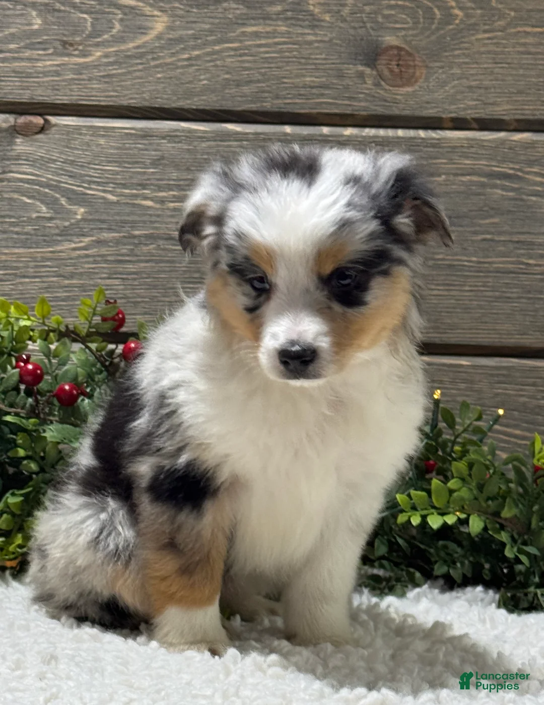 Australian Shepherd dogs for sale: Ellie - Ad 3
