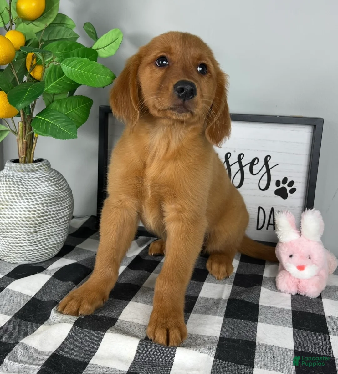 Golden Retriever dogs for sale: Gracie  - Ad 2
