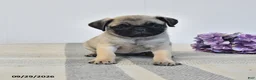 Pug dogs for sale: Laurie - Ad 1