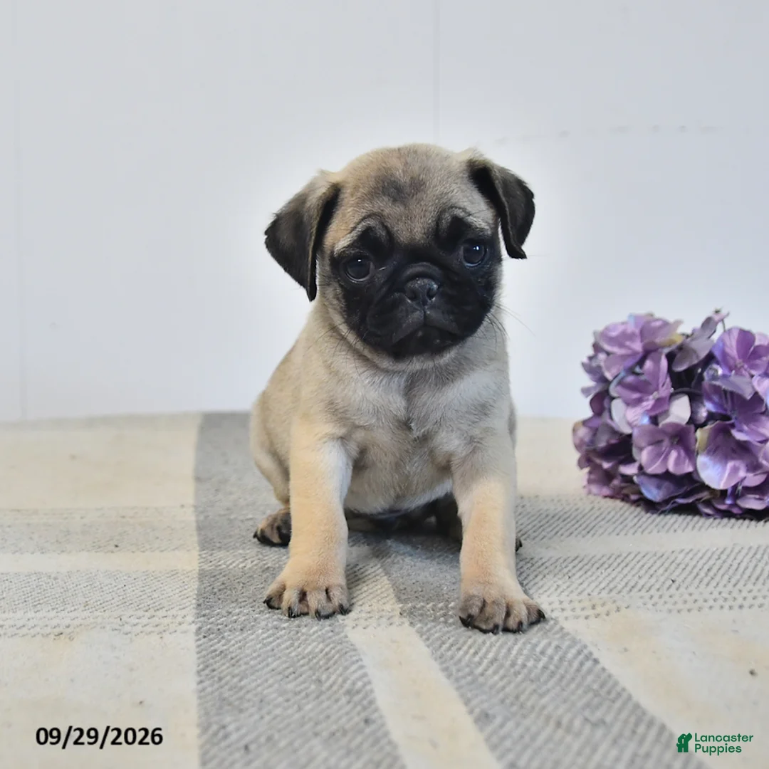 Pug dogs for sale: Laurie - Ad 1