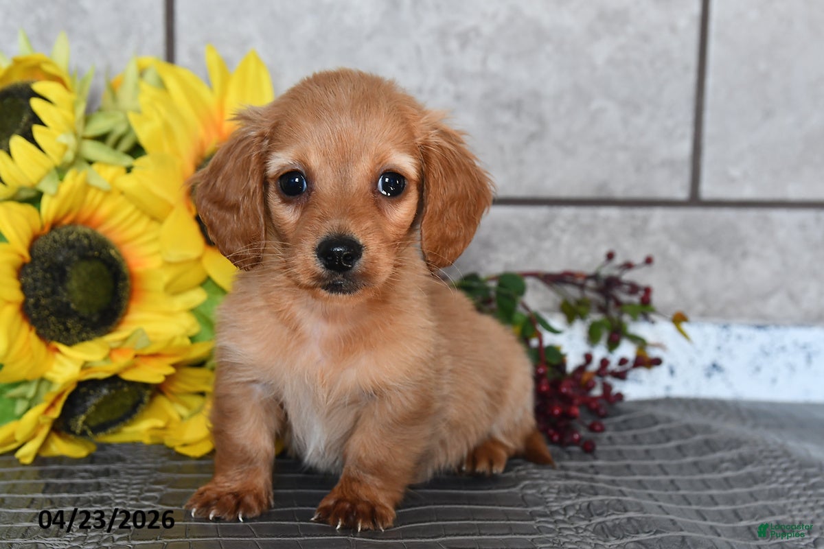 Miniature Dachshund dogs Ollie - Ad 1