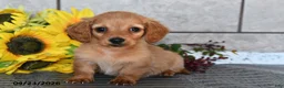Miniature Dachshund dogs for sale: Ollie - Ad 1