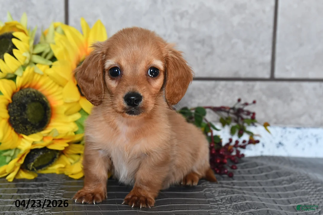 Miniature Dachshund dogs for sale: Ollie - Ad 1