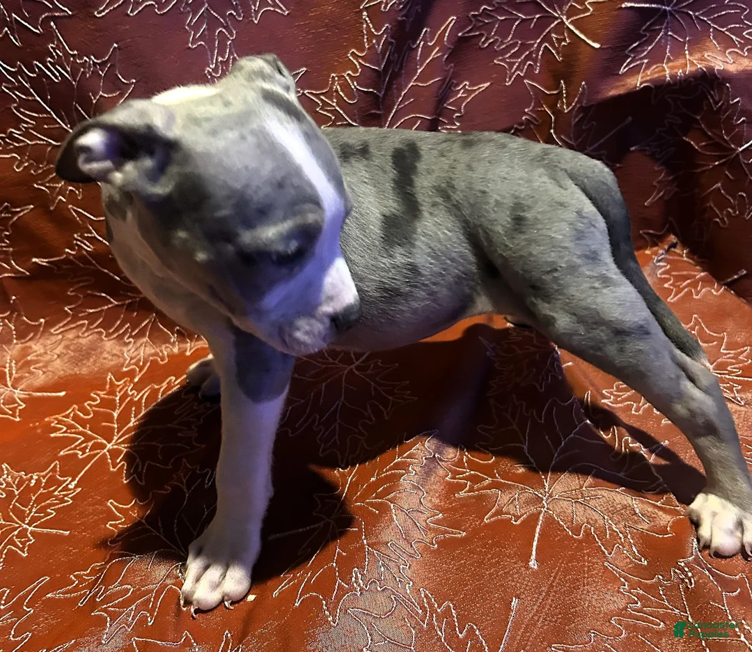 American Bully dogs for sale: "SZA" MERLE BLUE NOSE - Ad 6