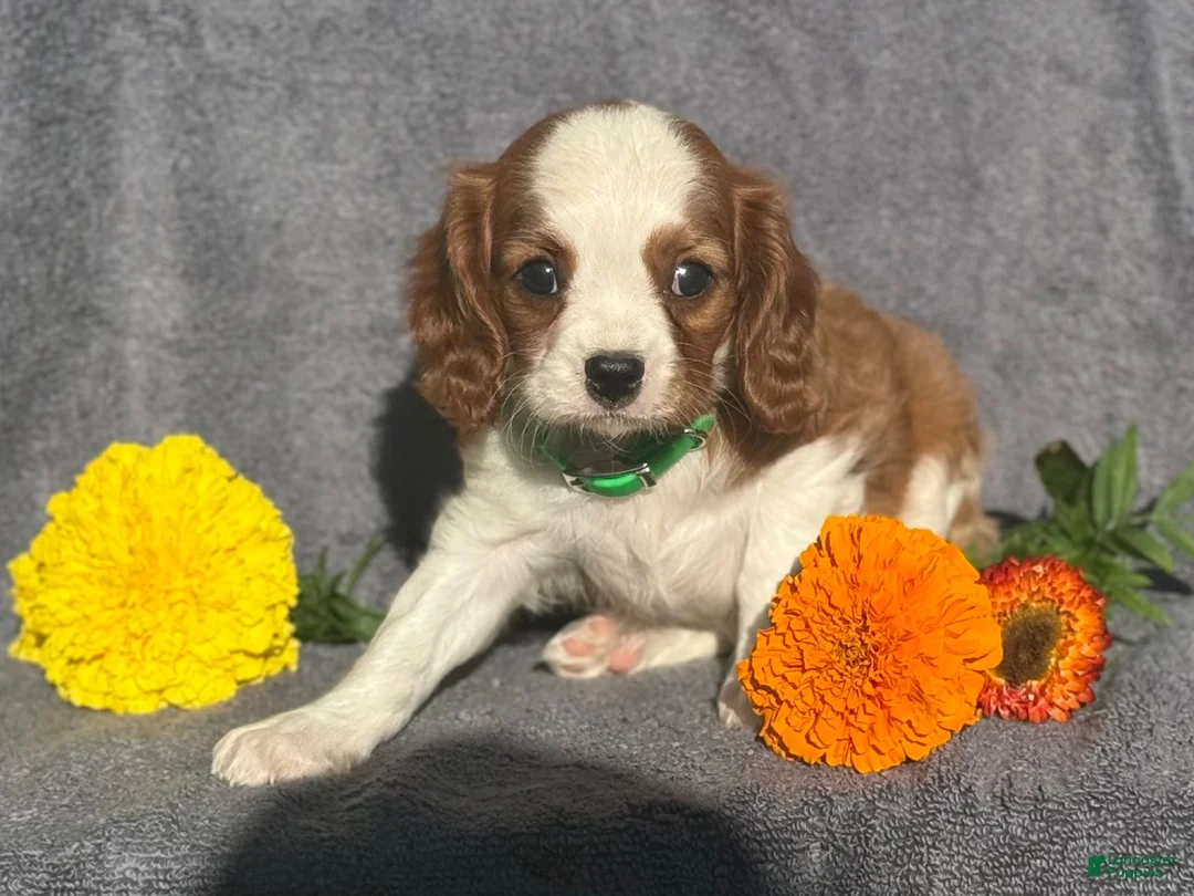 Cavalier King Charles Spaniel dogs for sale: Baxter - Ad 4