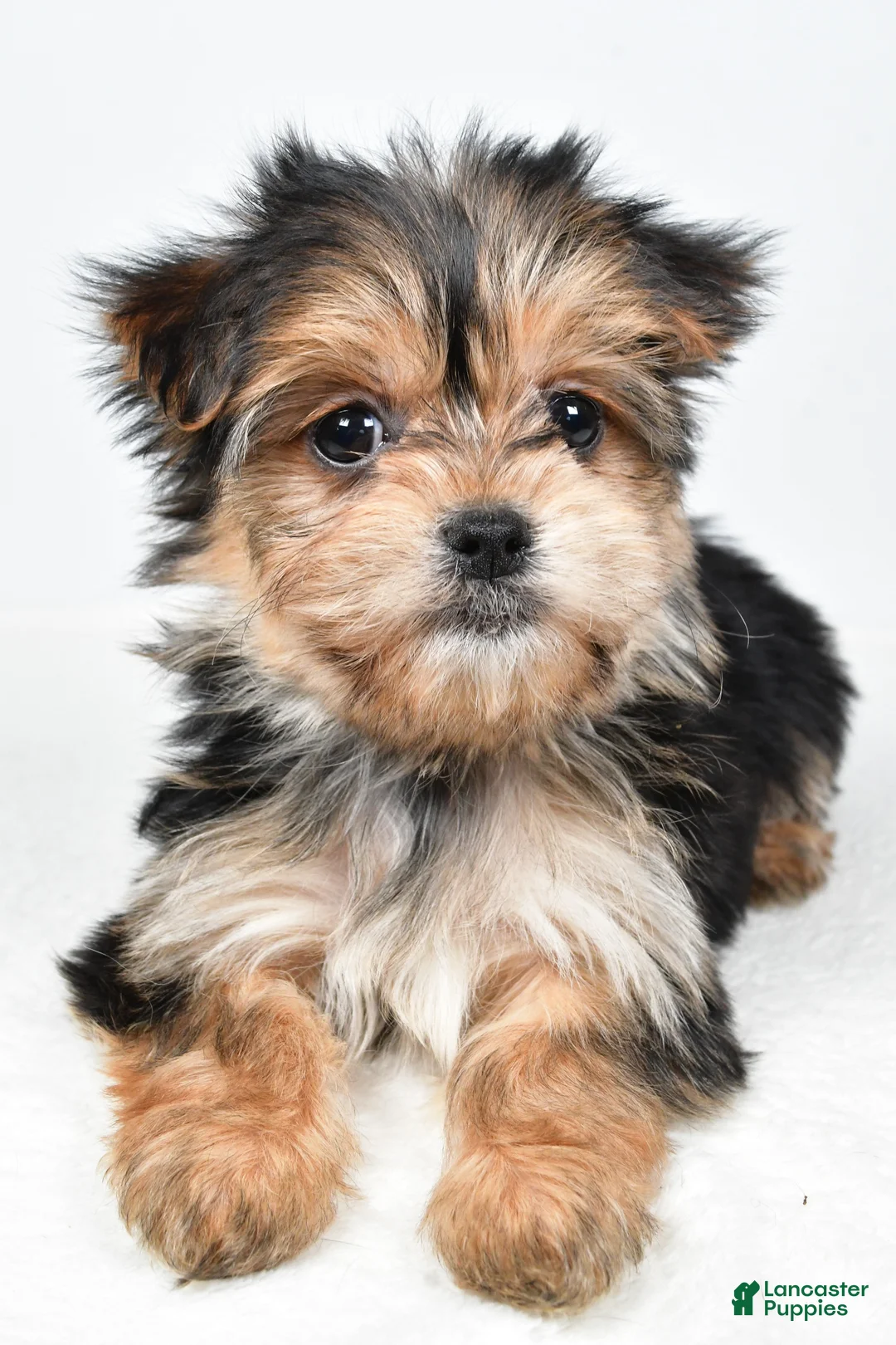 Morkie dogs for sale: Rita - Ad 4