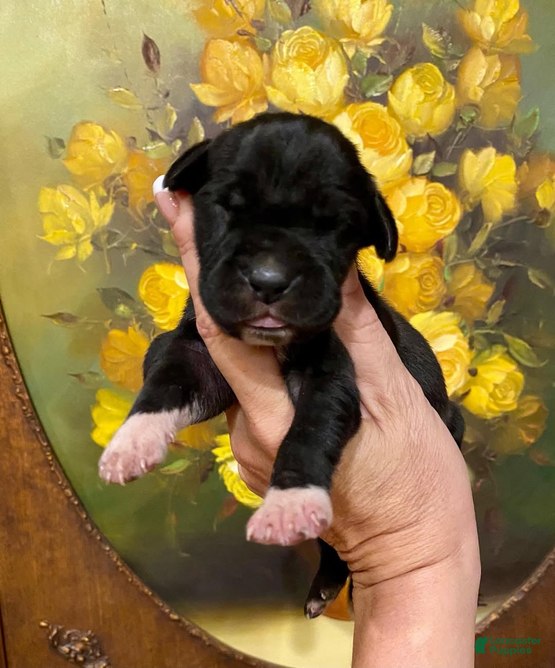 Great Dane dogs Carbon Creed's Abyssal King 👑 - Ad 5