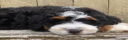 Mini Bernedoodle dogs for sale: 🩵IN BOSTON MASSACHUSETTS AREA🩵TRADITIONAL TRI COLOR🩵MINI BERNEDOODLE🩵 - Ad 2