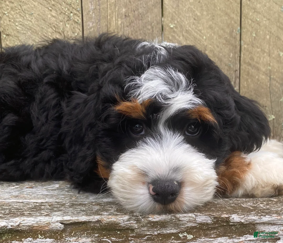 Mini Bernedoodle dogs for sale: 🩵IN BOSTON MASSACHUSETTS AREA🩵TRADITIONAL TRI COLOR🩵MINI BERNEDOODLE🩵 - Ad 2