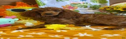 Miniature Poodle dogs for sale: Cinders - Ad 4