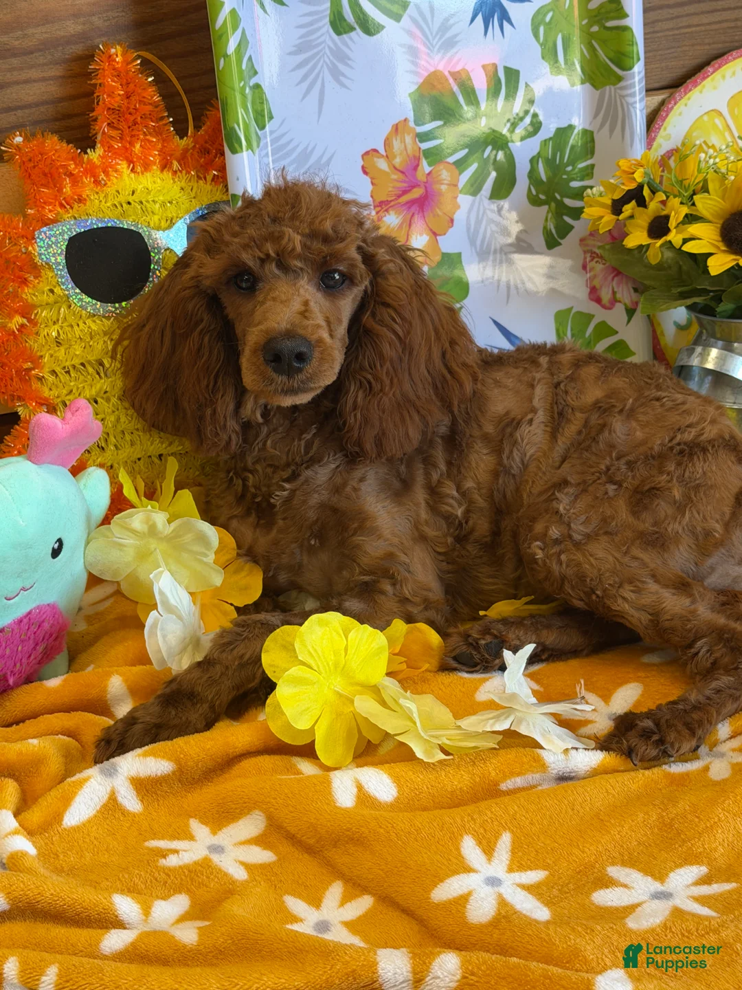 Miniature Poodle dogs for sale: Cinders - Ad 4
