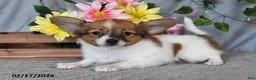 Papillon dogs for sale: Daisy - Ad 1