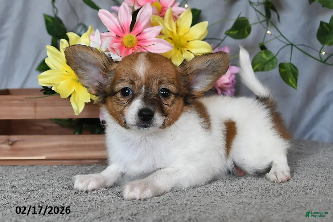 Papillon dogs for sale: Daisy - Ad 1