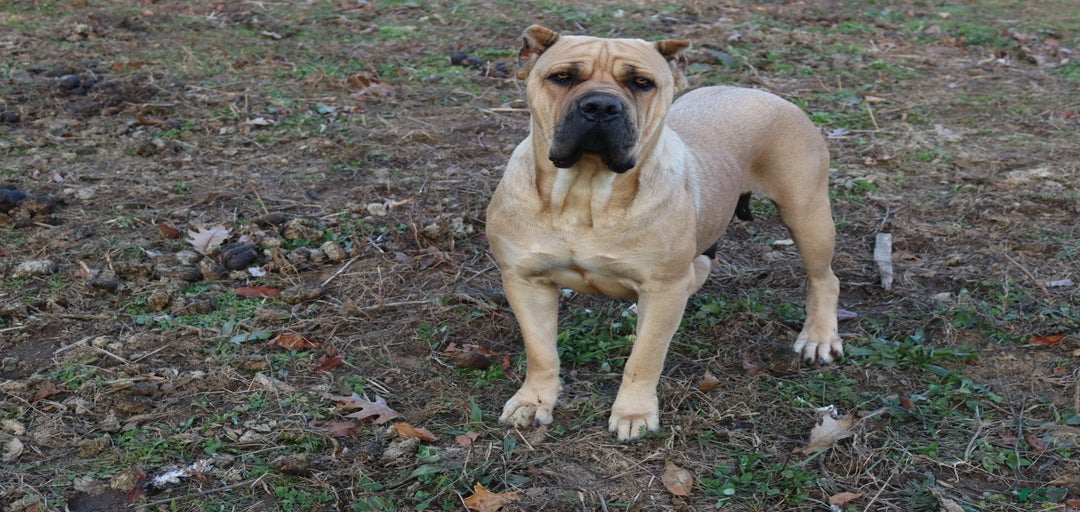 Gallery Image {{count}}