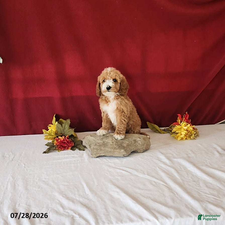 Mini Goldendoodle dogs Honey - Ad 1