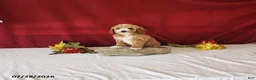 Mini Goldendoodle dogs for sale: Honey - Ad 1