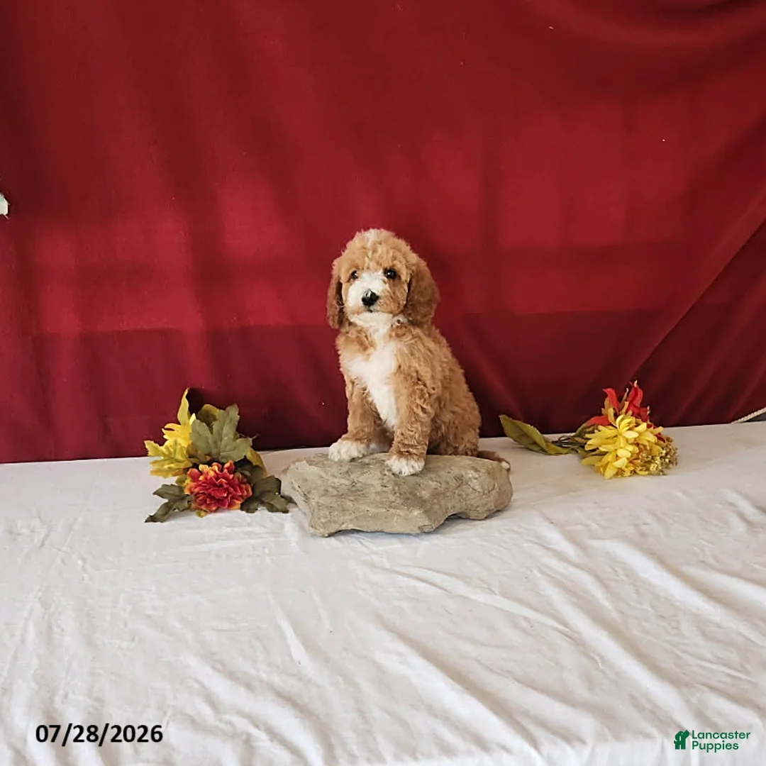 Mini Goldendoodle dogs for sale: Honey - Ad 1