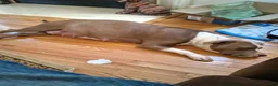 American Pit Bull Terrier dogs for sale: American Pit Bull Terrier 1 - Ad 12