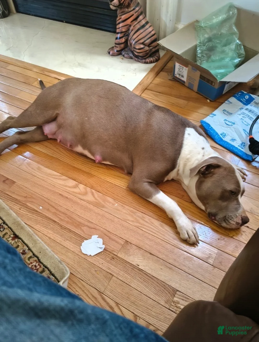 American Pit Bull Terrier dogs for sale: American Pit Bull Terrier 1 - Ad 12