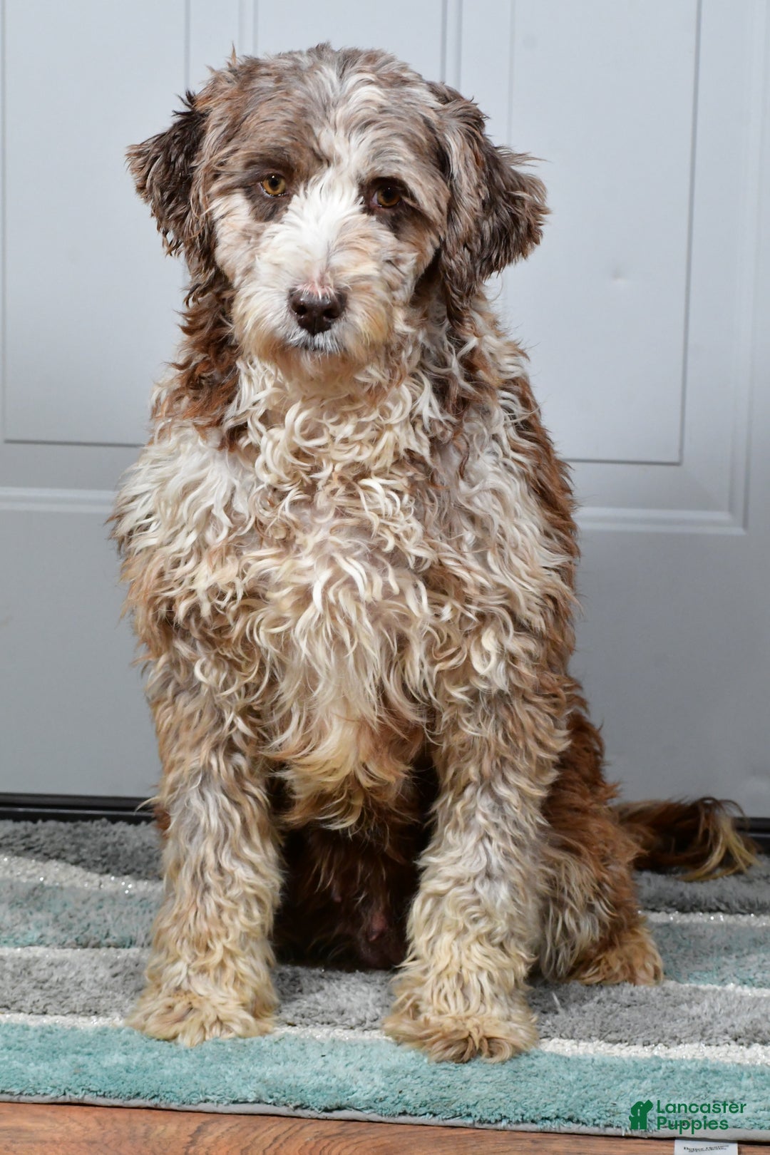 Newfypoo dogs for sale: Holly f one b - Ad 9
