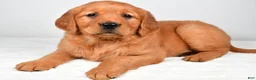 Golden Retriever dogs for sale: Rebecca - Ad 9