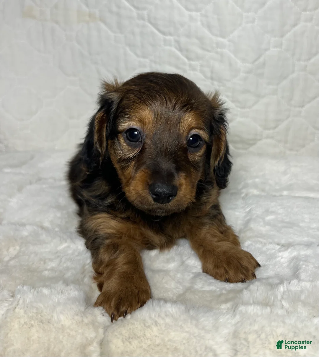 Miniature Dachshund dogs for sale: Miniature Dachshund Puppy 1 - Ad 2