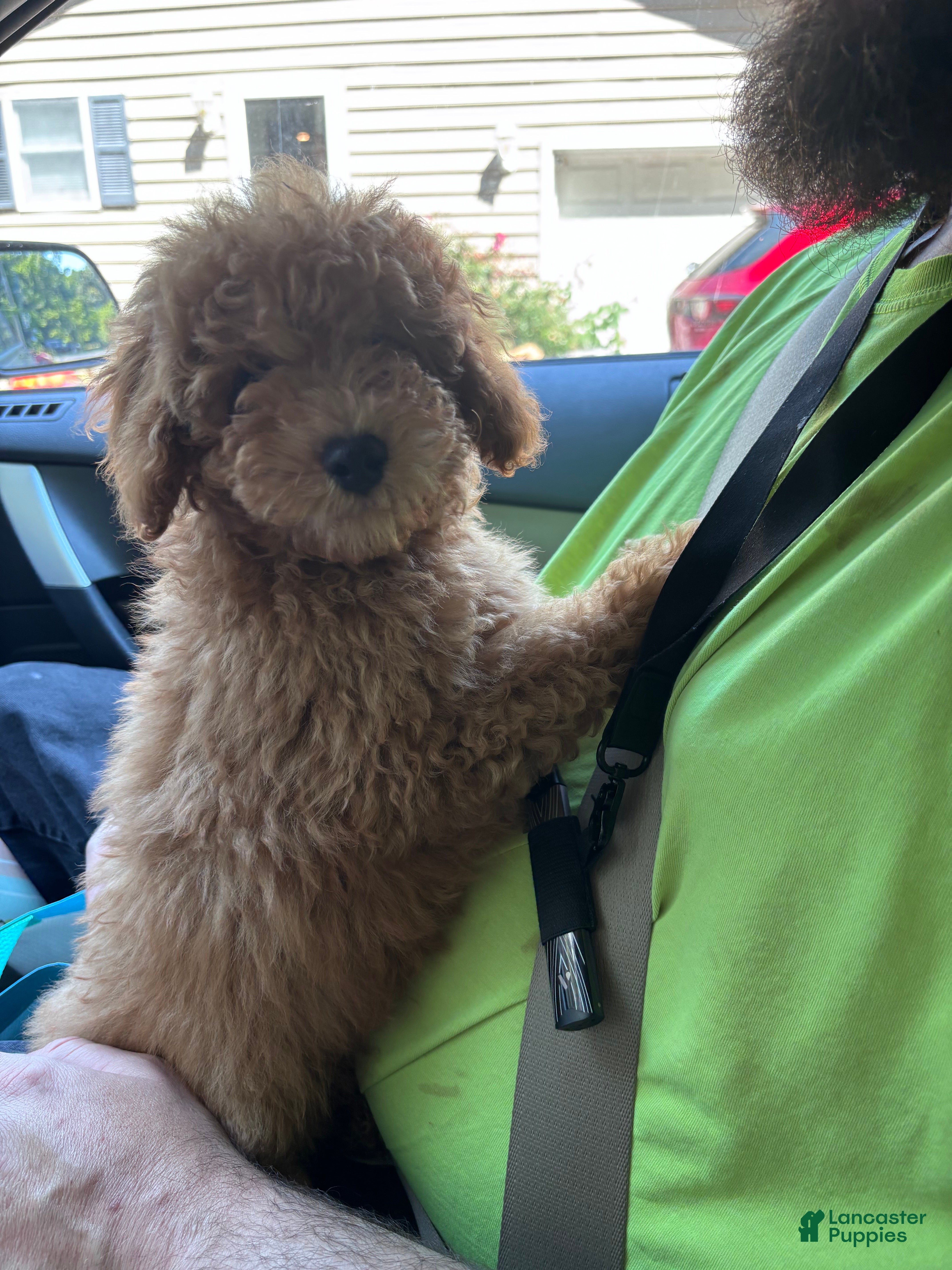 Toy Poodle dogs Toy Poodle Puppy 2 - Ad 1