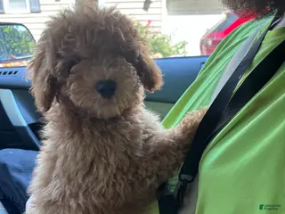 Toy Poodle dogs for sale: Toy Poodle Puppy 2 - Ad 1