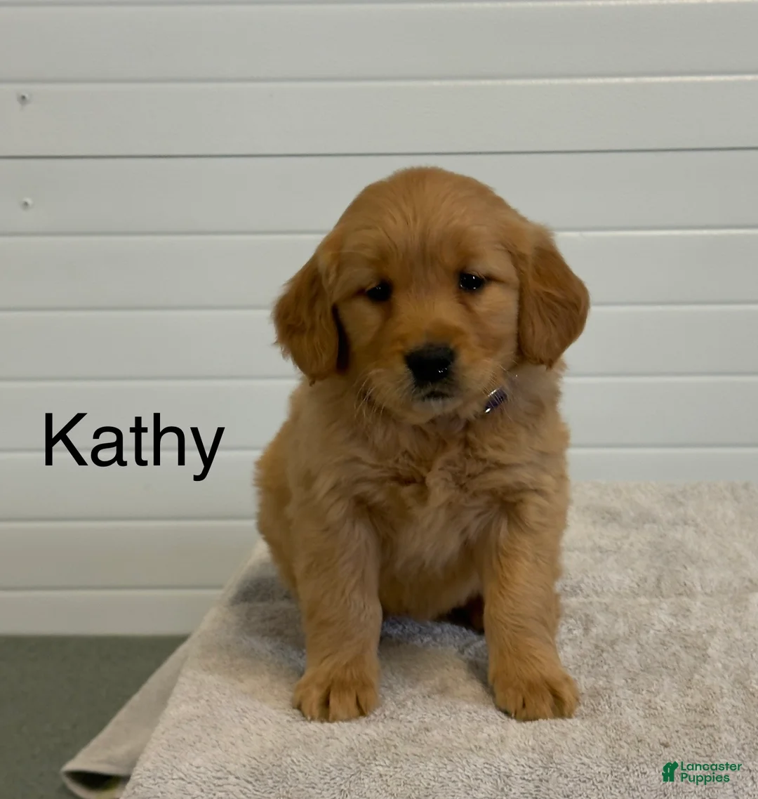Golden Retriever dogs for sale: Kathy - Ad 1