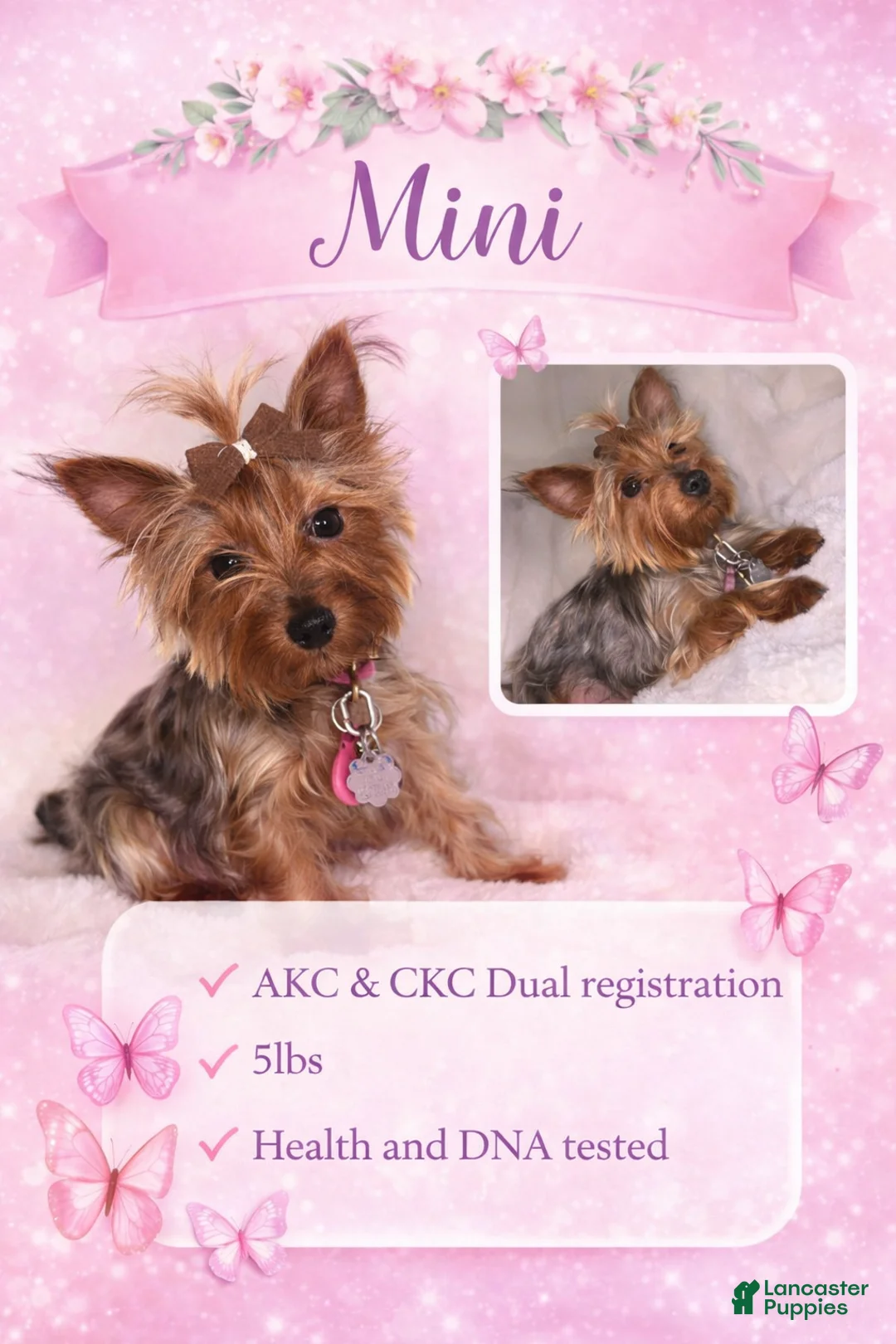 Yorkshire Terrier dogs for sale: Micro - Ad 3