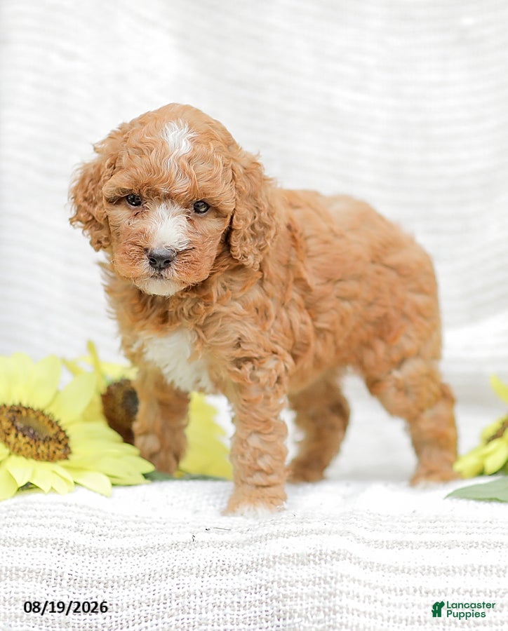Goldendoodle dogs Jewel - Ad 2