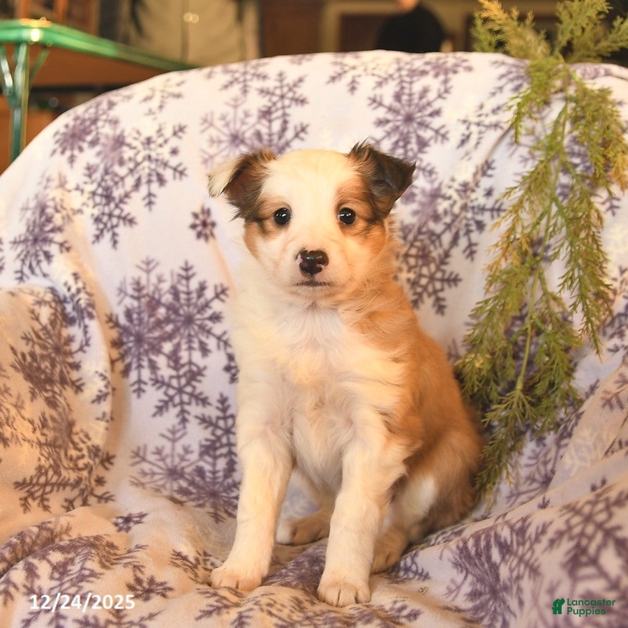 Shetland Sheepdog dogs Elsa  - Ad 27