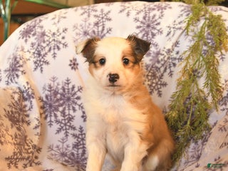 Shetland Sheepdog dogs Elsa - Ad 27