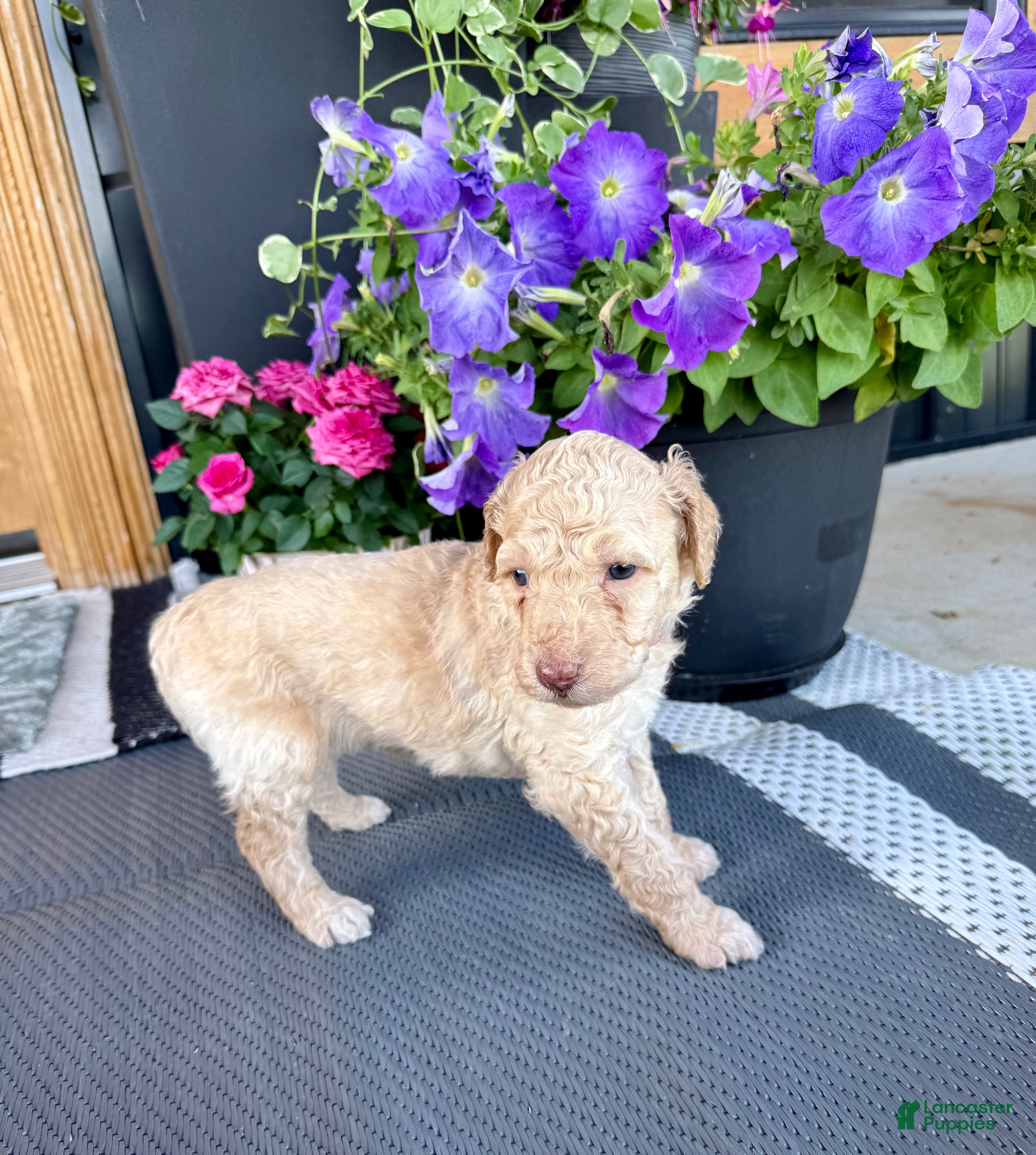Standard Poodle dogs Pink Collar  - Ad 2
