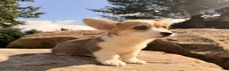 Welsh Corgi Pembroke dogs for sale: Tucker - Ad 10