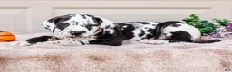 Great Dane dogs for sale: Lilly - Ad 14