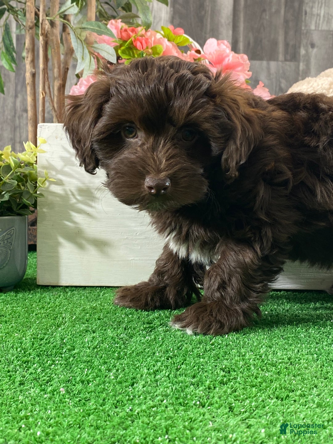 Havanese dogs for sale: Hershey  - Ad 4