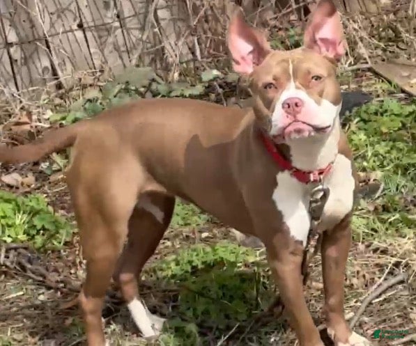 Mixed Breed dogs Mixed Breed Puppy 1 - Ad 35