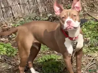 Mixed Breed dogs Mixed Breed Puppy 1 - Ad 35