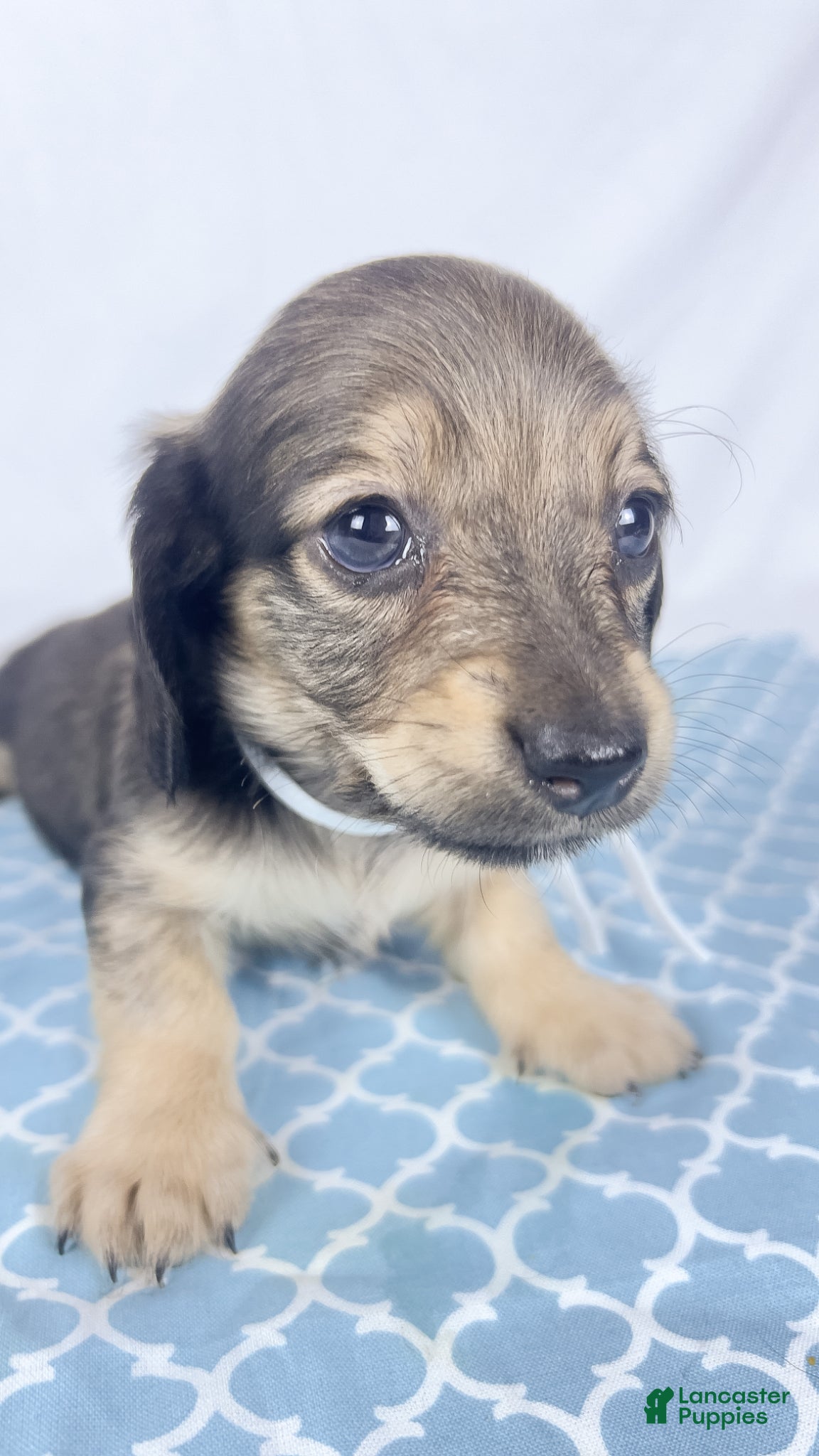 Miniature Dachshund dogs Slice - Ad 22