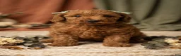 Mini Goldendoodle dogs for sale: Tiramisu - Ad 1