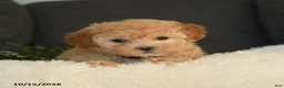 Teddy Bear dogs for sale: Penny - Ad 4
